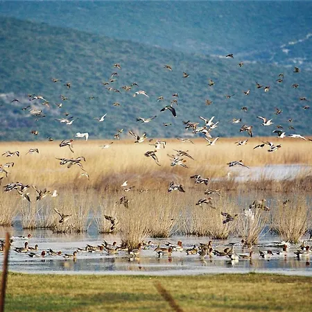 Semesterbostad House Pygmy Cormorant