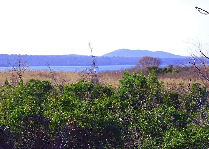 House Pygmy Cormorant Vakantiehuis Pirovac